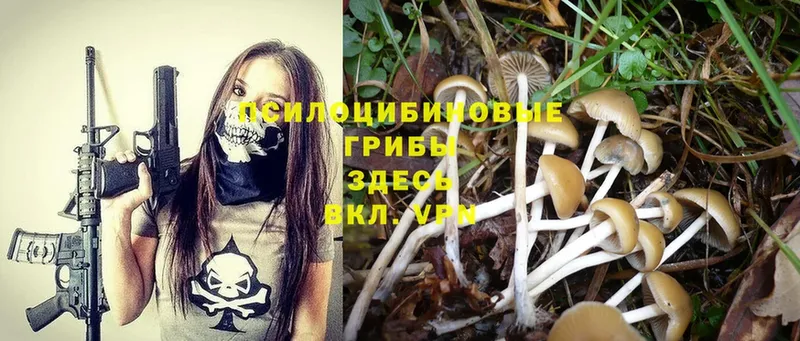 Галлюциногенные грибы Psilocybe  Азнакаево 